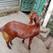 রাম ছাগল খাসি